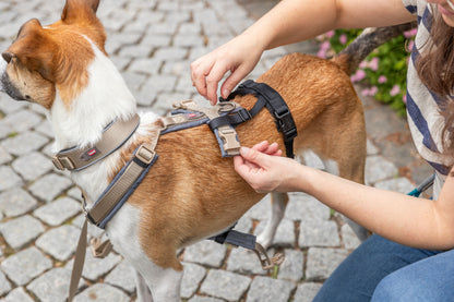 Trixie Paniekadapter Stay Voor Tuigen Zwart